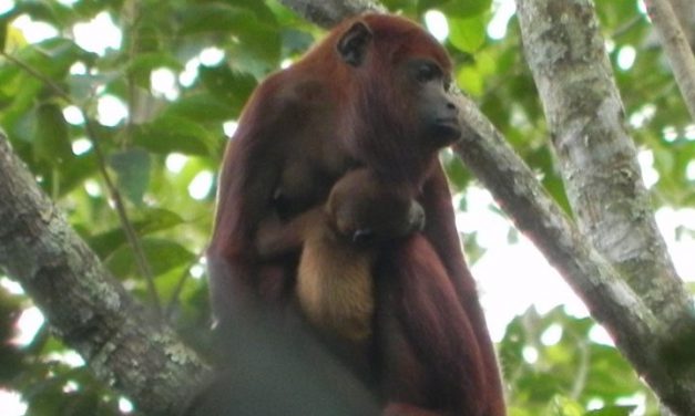Wykład: „Long-term monitoring of primate species in Colombian Llanos”